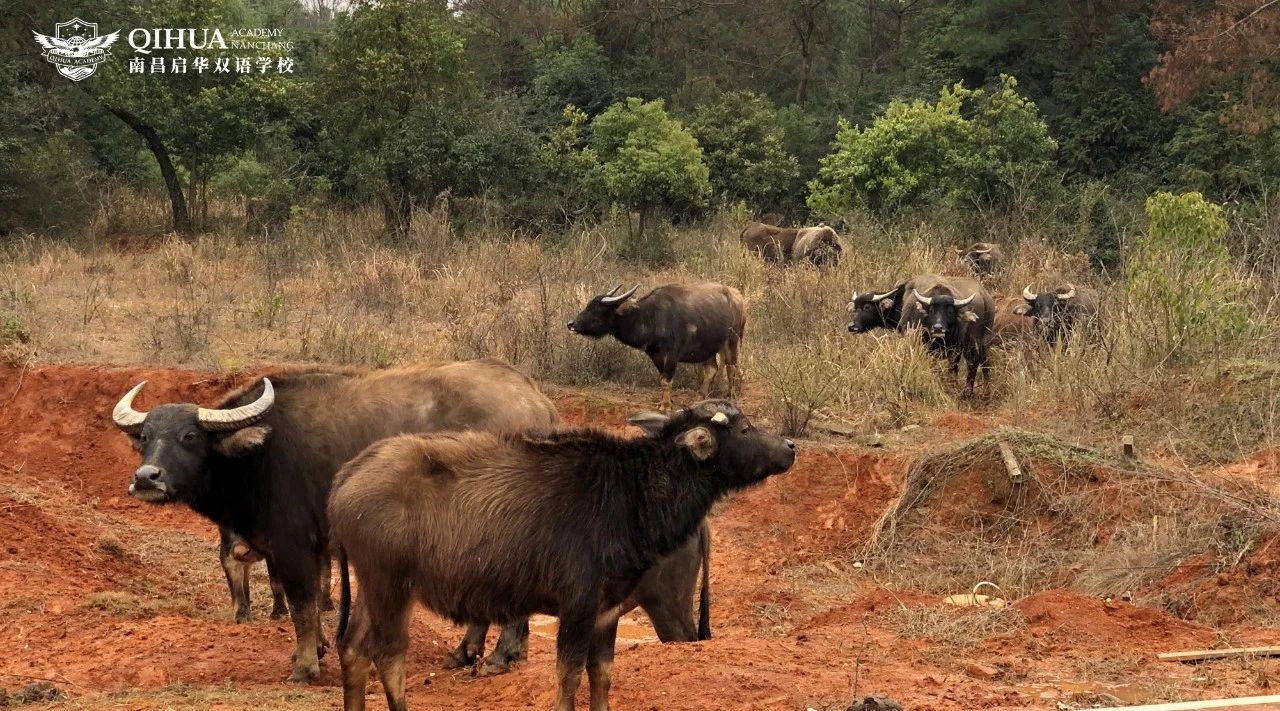 启华双语开校、开学典礼丨逐梦之旅正式启程 启华双语开校、开学典礼丨逐梦之旅正式启程